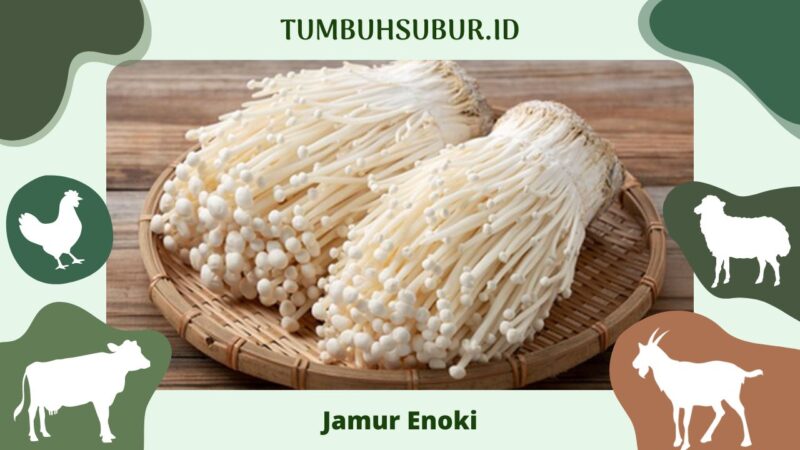 Panduan Lengkap Budidaya Jamur Enoki Untuk Pemula Dari Nol