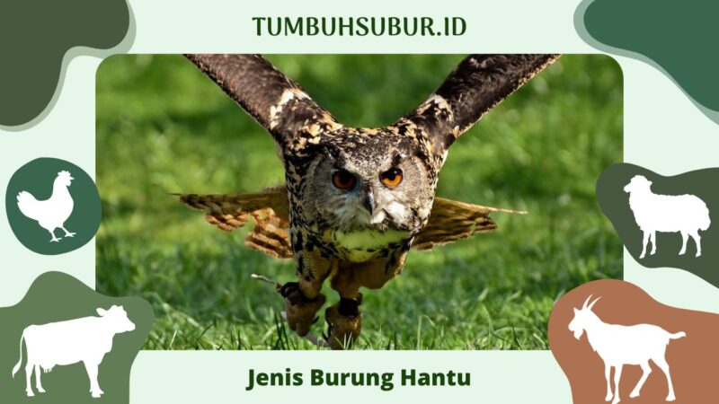 Lengkap! 21+ Jenis Burung Hantu Di Indonesia & Mancanegara