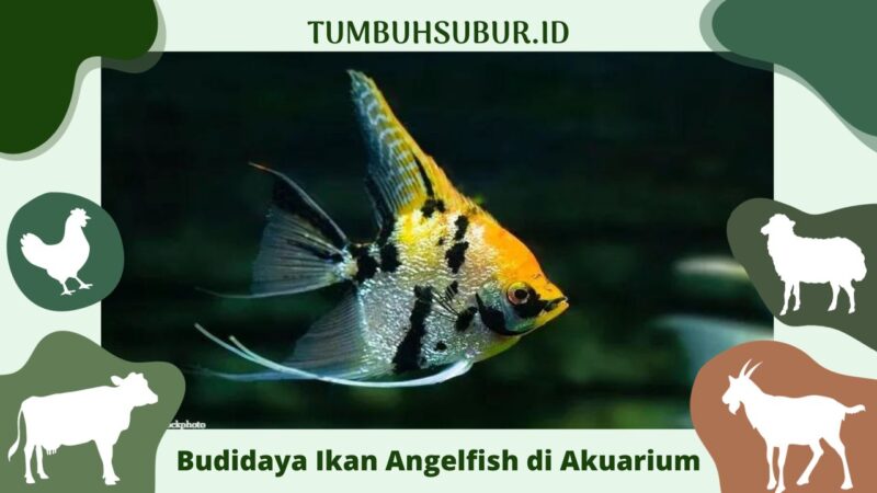 9+ Cara Budidaya Ikan Angelfish Di Akuarium Untuk Pemual