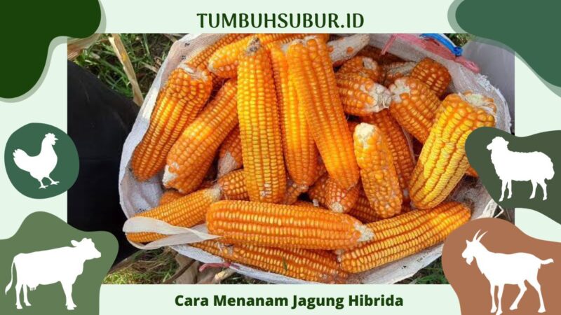 √9+ Cara Menanam Jagung Hibrida Supaya Hasil Melimpah